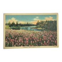 Fireweed Near Fairbanks Alaska Land of the Midnight Sun Postcard Lithograph - $7.99