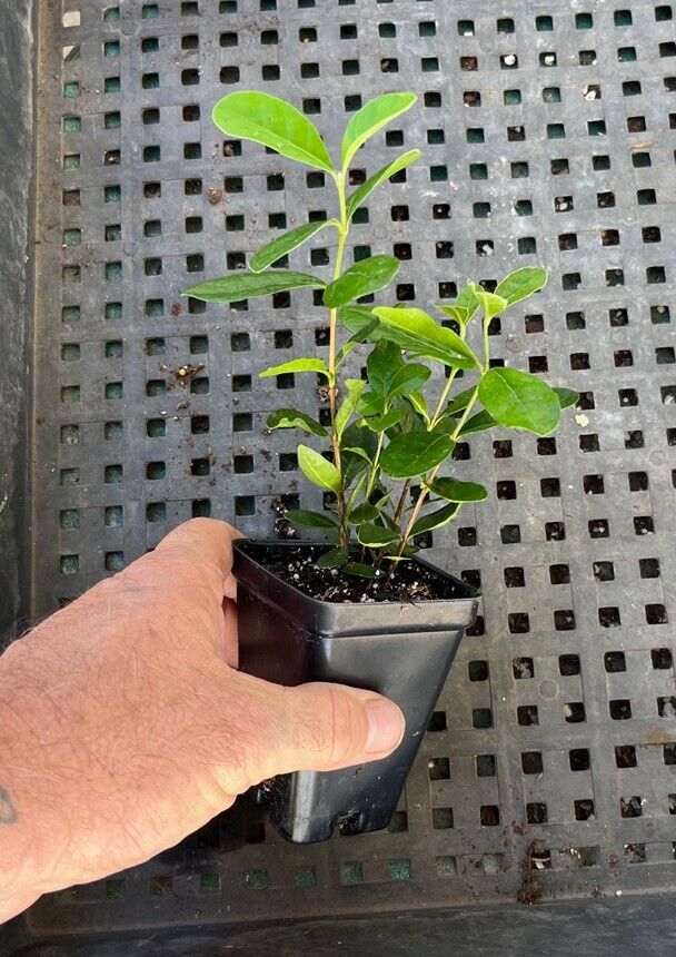 Pineapple Guava COLD HARDY EDIBLE Feijoa sellowiana Young Live