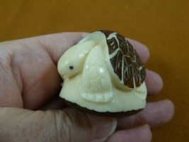 (TNE-T-DIA-372-D) Diamondback Terrapin Turtle Tagua Nut Figurine Carving Turtles - $25.23