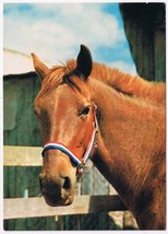 Postcard Animal Red Horse Head &amp; Neck Portrait - $2.81