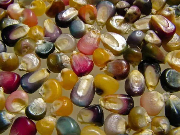 Glass Gem Corn Seeds 75 Seeds Beautiful Rainbow Colored Heirloom Corn Seeds Fres - £17.26 GBP