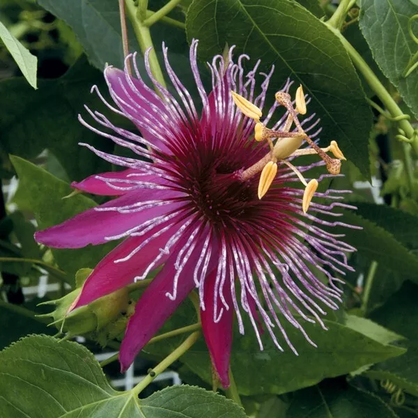 JGBO 15 Passion Flower ‘Crimson Tears House Plant Garden Flowers Seeds C... - £8.30 GBP