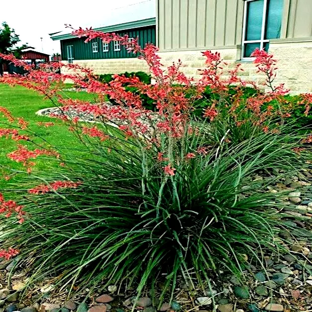 25 RED YUCCA SEEDS Hesperaloe parviflora) Hummingbird &amp; Butterfly Flower Plant - £8.43 GBP