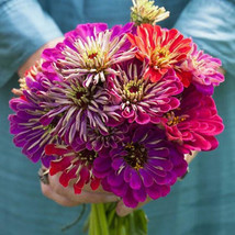 Zinnia Meteor Shower Mixed Colors 5 Flowers Hard To Find 100 Seeds USA Seeds Fas - £11.54 GBP