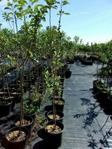 Yellow Transparent Apple Tree 4&#39;-6&#39; Ft Fruit Trees Plants Plant Fruits A... - $96.95