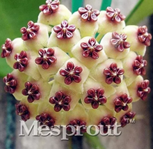 Hoya Carnosa Bonsai Perennial Planting 100 Bonsai Houseplants - $328.43 MXN