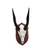 Real Bushbuck Skull -  Bushbuck Antelope Skull- Size: 20 L X 6 W X 11 H&quot; - €161,38 EUR