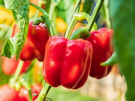 Red Bell Pepper Seeds - Organic &amp; Non Gmo Pepper Seeds - Heirloom Pepper... - £2.10 GBP