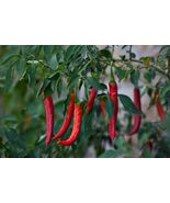 Thai Hot Pepper Seeds 50+ | Heirloom Non-GMO Very Hot High Yield Chili USA - $4.93