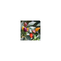 25 Bolivian Rainbow Chili Pepper Seeds-1031 - $3.98