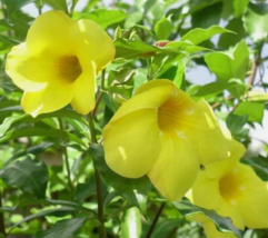 5 Pc Seeds Allamanda Cathartica Flower, Golden Trumpet Seeds for Planting | RK - £20.14 GBP