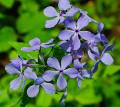 Blue Phlox 200 Seeds Free Shipping - $75.58 MXN