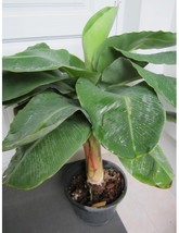 Plant - Musa acuminata Dwarf Cavendish Banana Fruit Edible bare root size 3-6&quot; - £20.65 GBP