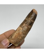 55.6g, 3.4&quot;X1&quot;x 0.8&quot;, Rare Natural Fossils Spinosaurus Tooth from Morocc... - £94.42 GBP