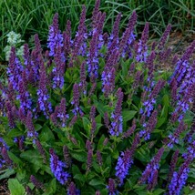 50 Violet Salvia Seeds Flower Seed Perennial Flowers Hummingbird 1024 From US - £8.17 GBP