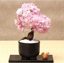 20PCS Cherry Bonsai Bonsai Tree Japanese New Blossoms Sakura seeds Flowe... - £7.63 GBP