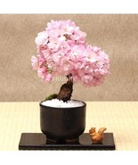 20PCS Cherry Bonsai Bonsai Tree Japanese New Blossoms Sakura seeds Flowe... - $13.33 CAD