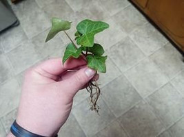 LIVE English Ivy! Perfect for Bioactive Terrariums or Ground Cover! - £2.39 GBP