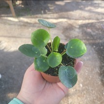 Chinese  Money Plant Houseplant - Pilea peperomioides - Live Plant In 2”... - $259.29 MXN