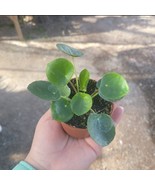 Chinese  Money Plant Houseplant - Pilea peperomioides - Live Plant In 2”... - $19.21 CAD
