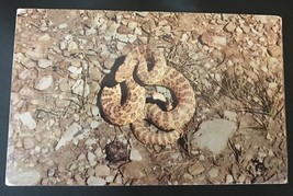 1940&#39;s to 1970&#39;s Postcards - Prairie Rattlesnake  - $3.75