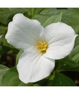 White Trillium 5 bulbs Wood Lily - $15.20