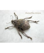 Glowing Weevil Rhinoscapha Striatopunctata Beetle Framed Entomology Shad... - $75.51 CAD