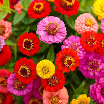 Grow In US 100 Seeds Zinnia Lilliput Mix Elegans Mixed Colors Heirloom Pollinato - £8.04 GBP