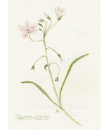 &quot;Spring Beauty,&quot; an A. Rose Designs (tm) note card - $9.50 CAD+