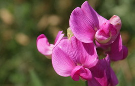 25 Sweet Peas Seeds Fresh Garden Fast Shipping - $5.90
