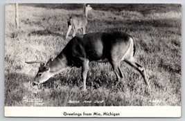 RPPC Mio Michigan Buck And Doe Deer Grazing On Grass Real Photo Postcard U25 - $8.95