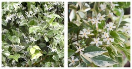 Trachelospermum jasminoides Variegated Confederate Jasmine ROOTED STARTER PLANT - £37.55 GBP