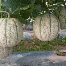 Athena Cantaloupe Seeds Gardening Easy Grow Usa Shipping - $8.97