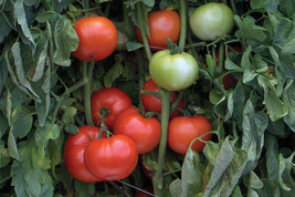 New Fresh 50 Seeds Bhn 964 Tomato Juicy Tomatoe Vegetable Garden - $7.00