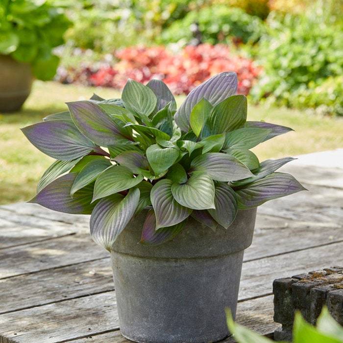 First Blus Tree Hosta First Blush #1 Division Size Starter Plant Ships Bare Root Plant ...