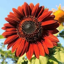 900 Velvet Queen Sunflower Seeds FLOWER SEEDS - Outdoor Living - Garden Seeds - $56.99
