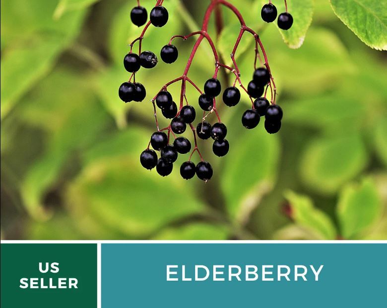 50 Seeds Elderberry American Black Heirloom Seeds Sambucus Canadensis Seed - £19.51 GBP
