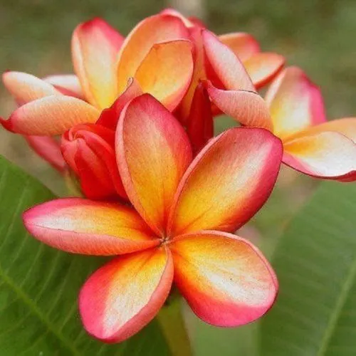 New Fresh 5 Orange Pink Plumeria Seeds Plants Flower Lei Hawaiian Seed Bloom - £10.71 GBP