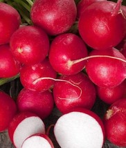BPA Cherry Belle Radish Seeds 200 Seeds Non-Gmo From US - £6.36 GBP