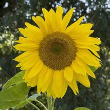 200 Seeds of Sunflower Mammoth Fresh Flower Seeds USA Grown  - £19.18 GBP
