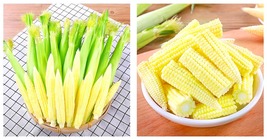 100 Seeds Elevate Your Crop with Sweet Baby Corn Seeds - £29.02 GBP