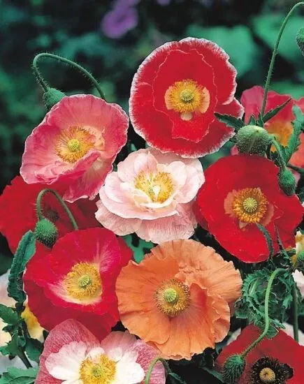 Poppy Double Shirley Red 500 Seeds Fresh New - £8.30 GBP