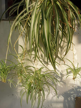 New Fresh Chlorophytum Seeds Dl433C - £9.96 GBP