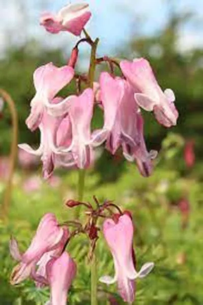 25 A Pink Bleeding Heart Seeds Dicentra Spectabilis Shade Flower682 Fresh - £4.71 GBP