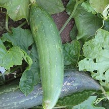 Bloomys Luffa Sponge Gourd Seeds 10 Seeds Dishcloth GourdUS Seller - £8.01 GBP