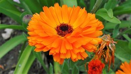 250 Calendula Seeds For Planting Pacific Beauty Mix Usa Seller - $16.98