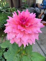 25 Pink Dahlia Milano Seeds Flower - £14.06 GBP