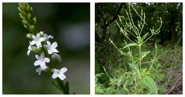 White Vervain Starter Plant Plug Verbena urticifolia Native Wetland Plant - £25.85 GBP