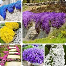 New Seeds 3000 seeds of Mix Creeping Thyme 6 Colours Individually Packed Flower  - £25.05 GBP