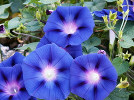 Shipped From Us 100+MORNING Glory Mix Purple Pink Blue Red Flower Seeds, CB08 - £13.58 GBP